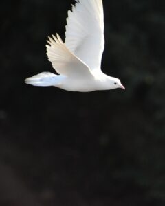 Photo of white dove in flight 