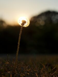 Picture of dandelion backlight by sun